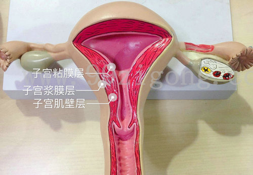 子宫肌瘤手术后多久可以怀孕？