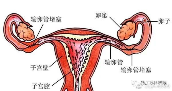 精子和卵子在“欢乐谷”幽会