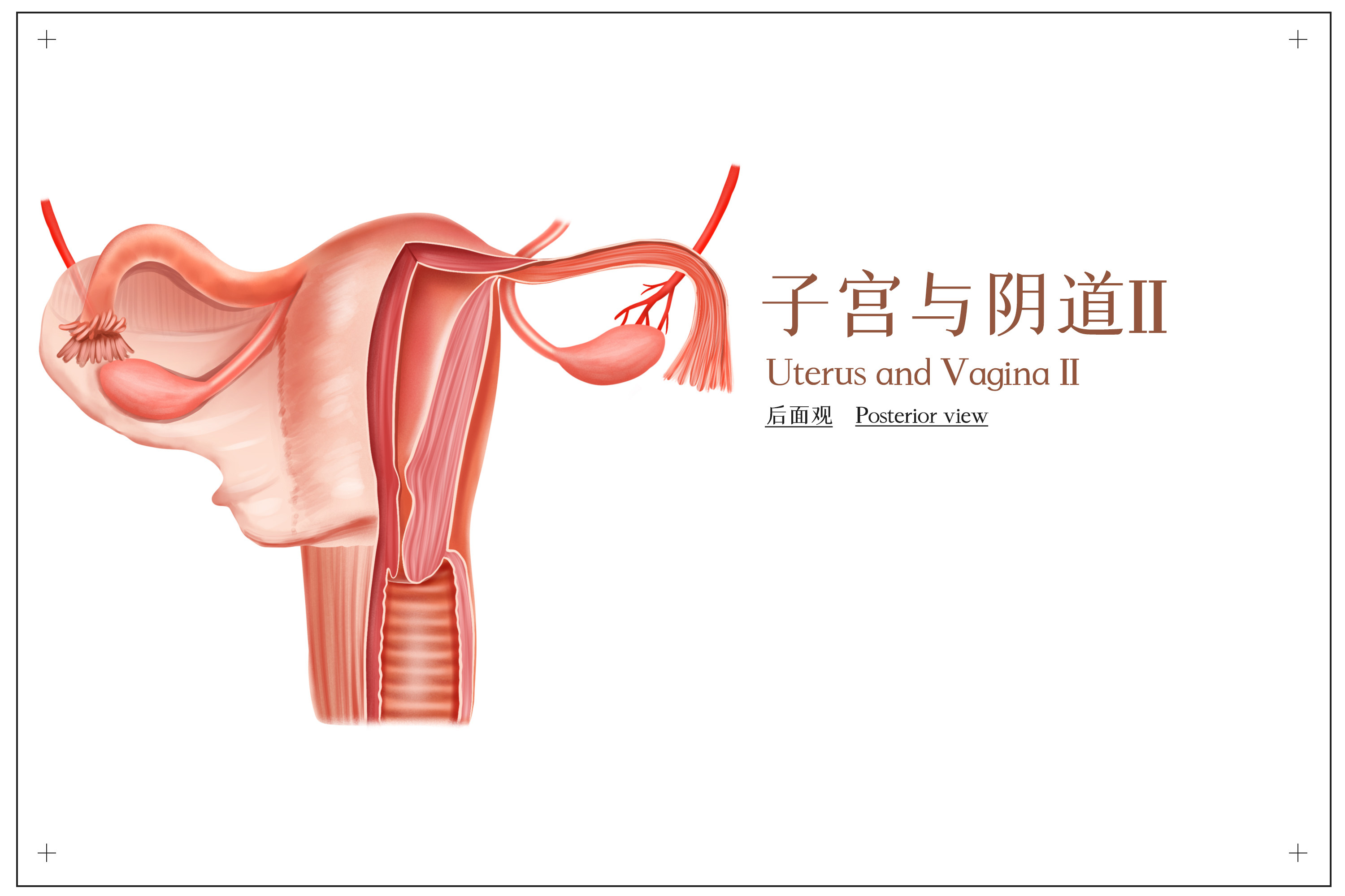 子宫肌瘤最常见的临床症状有哪些