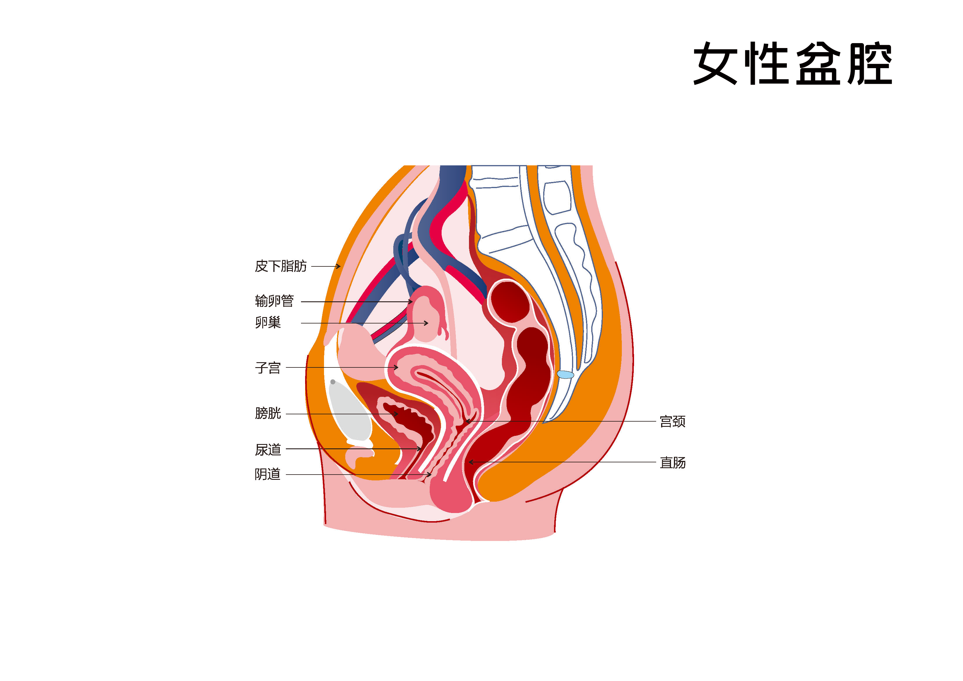 你不知道的盆底小秘密