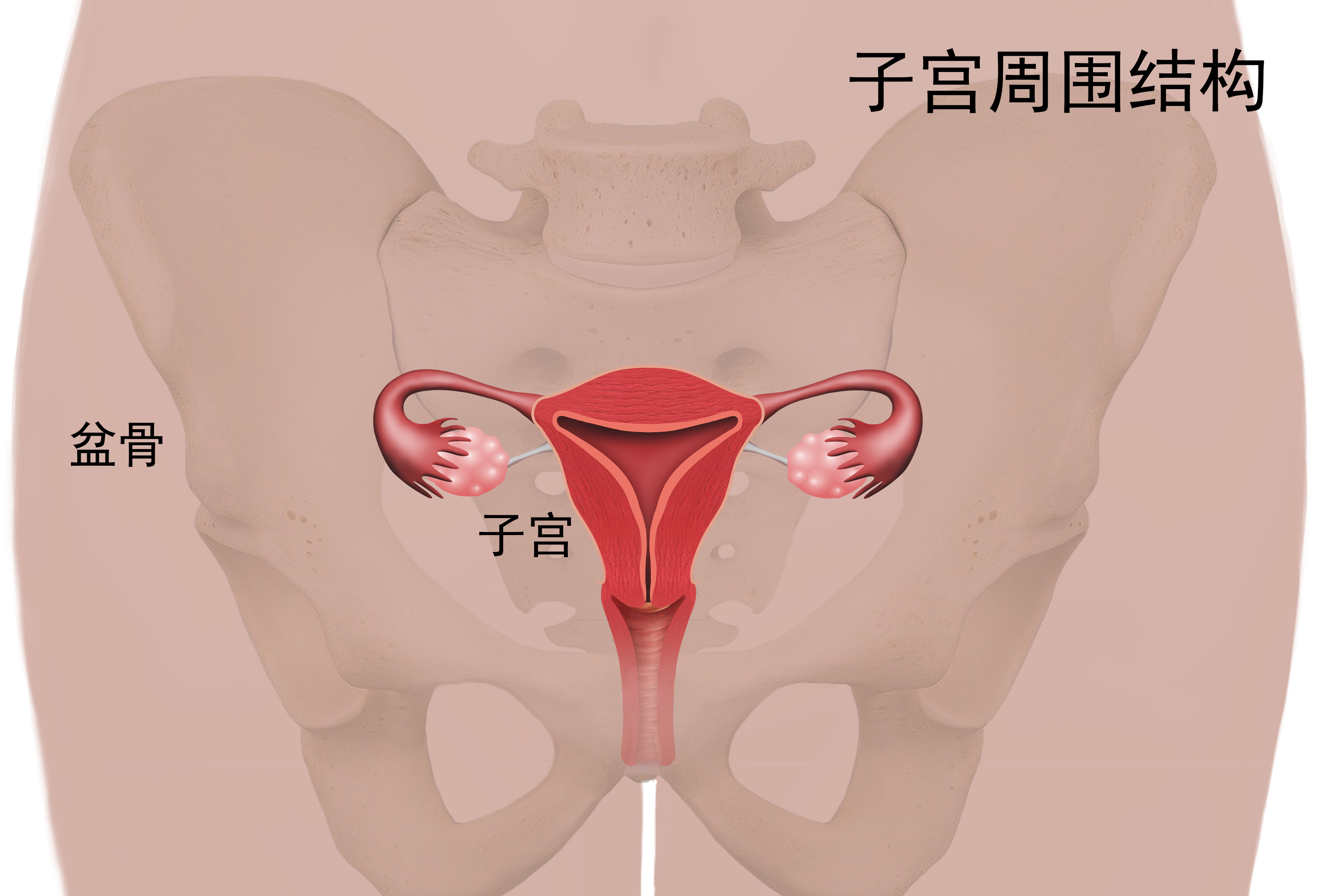 分泌物增多、浑浊，外阴瘙痒，可能是因为……