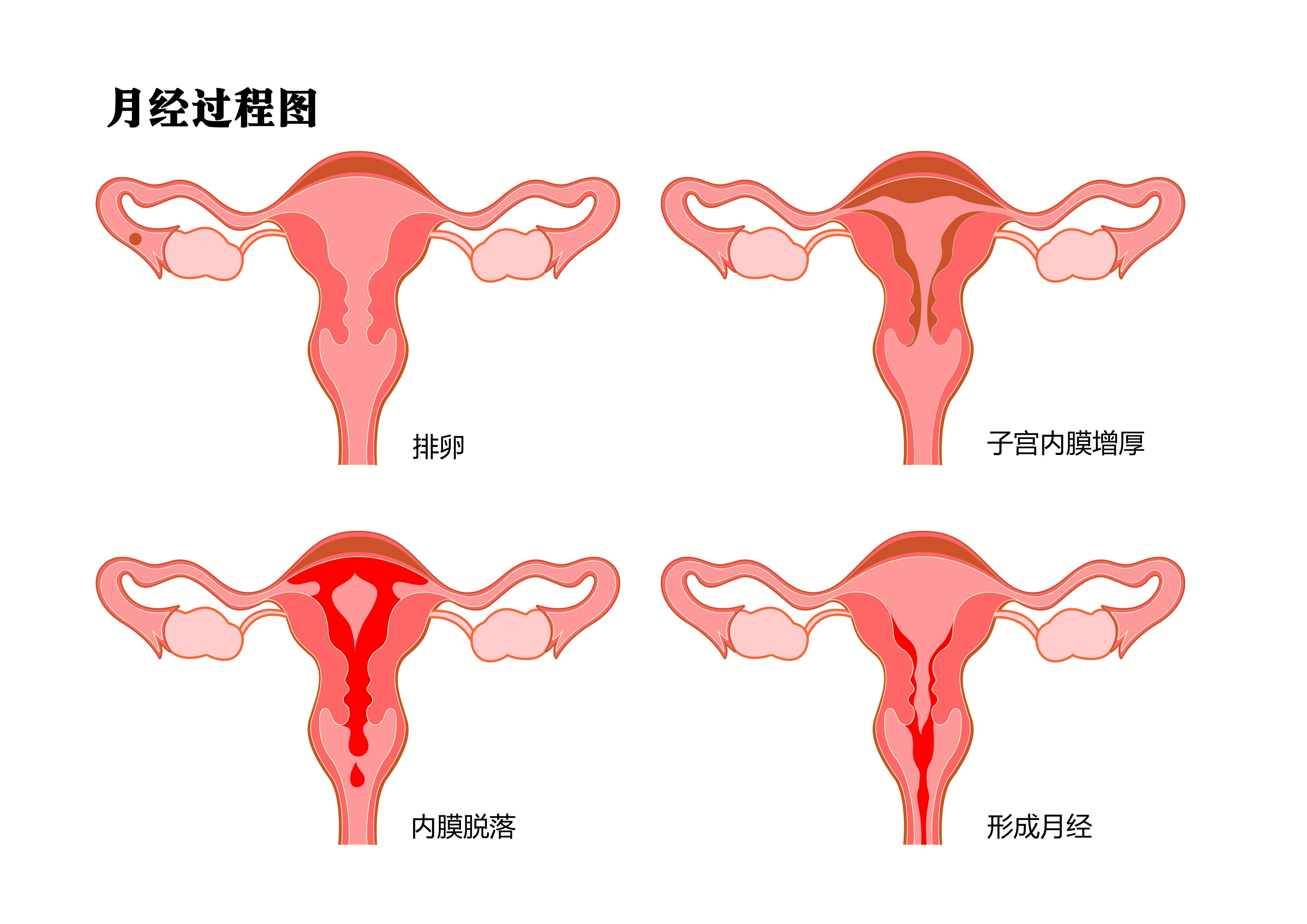 女性生理周期每个月都是怎么变化的