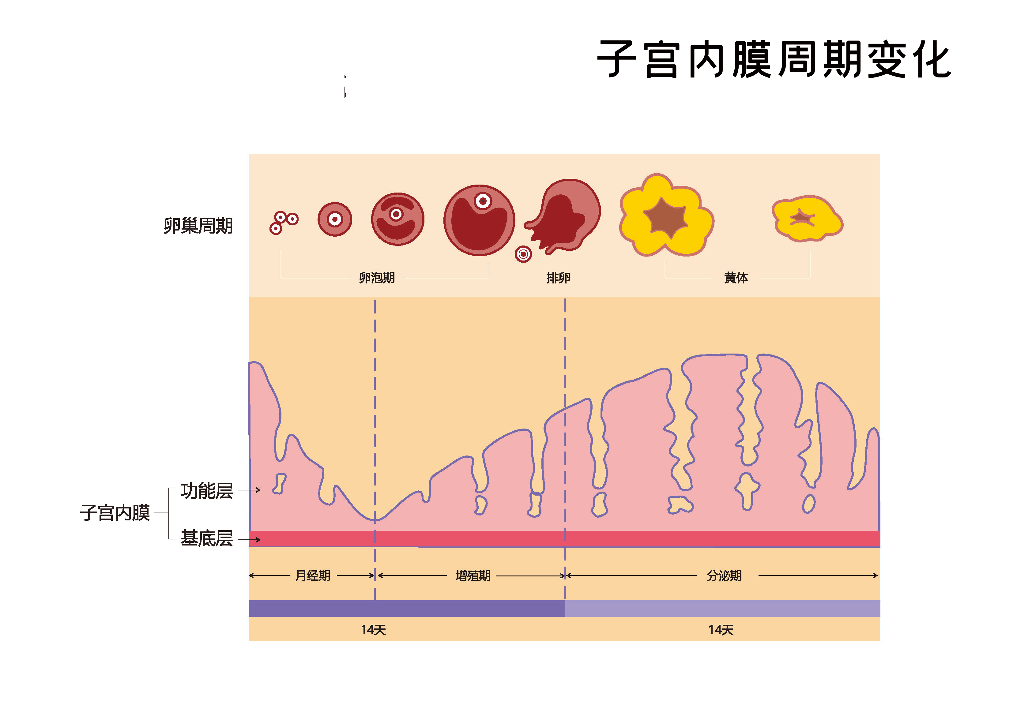 子宫内膜变厚了？什么样的子宫内膜才是正常的？