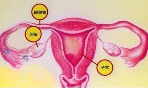子宫肌瘤是怎么长出来的？
