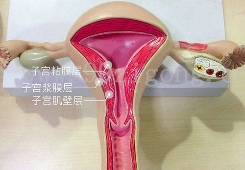 妊娠期间子宫肌瘤会影响胚胎吗？