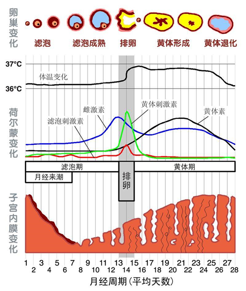 为什么怀孕后就不来大姨妈了？