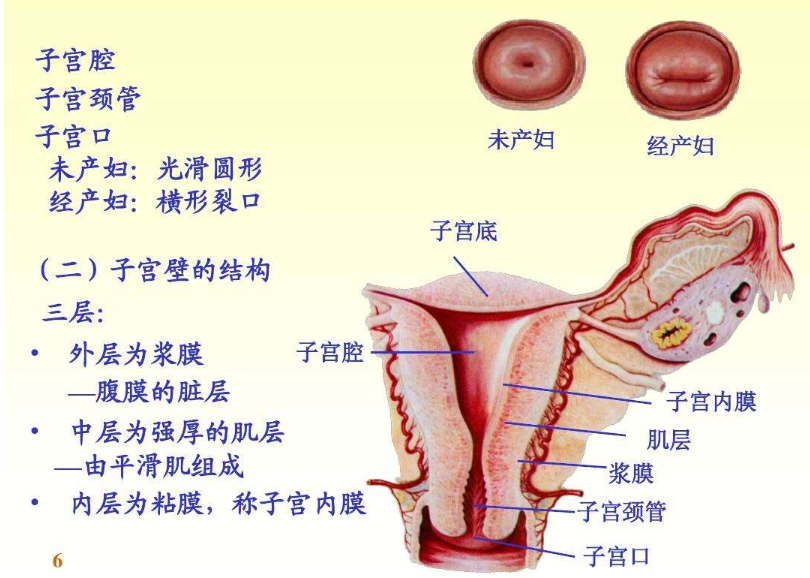 你了解子宫吗？