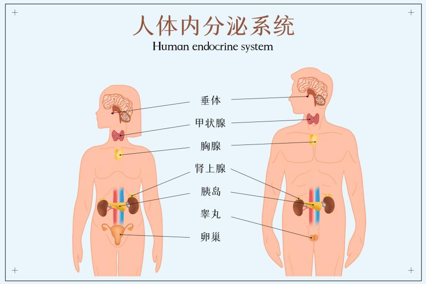 内分泌失调——女性美丽的最大杀手