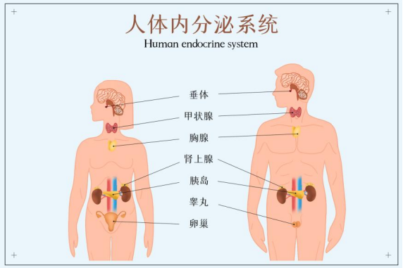 内分泌失调——女性美丽的最大杀手