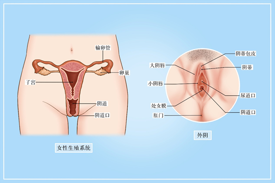 别乱花钱！这五种“妇科病”，根本不用治！