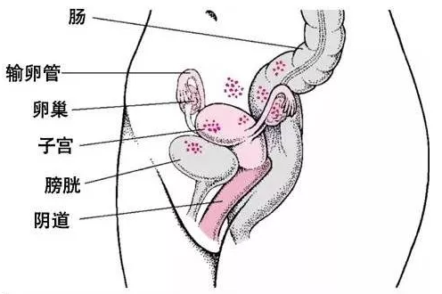 怎么判断卵巢功能好不好，我们又该如何保养卵巢？