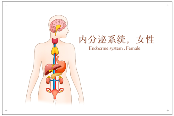 内分泌性激素检查的意思，看不懂的点进来