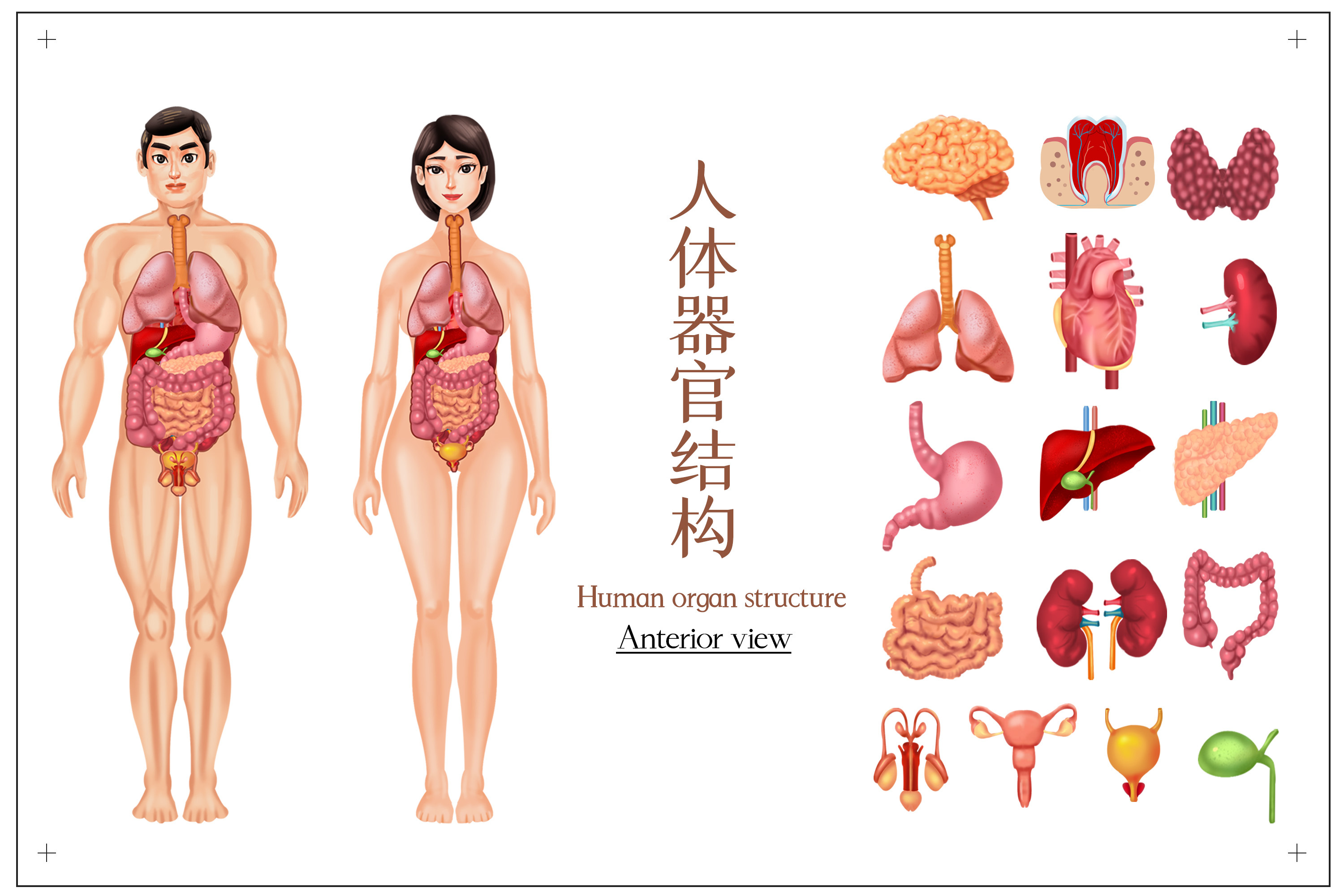 她们是人，不是生病的器官