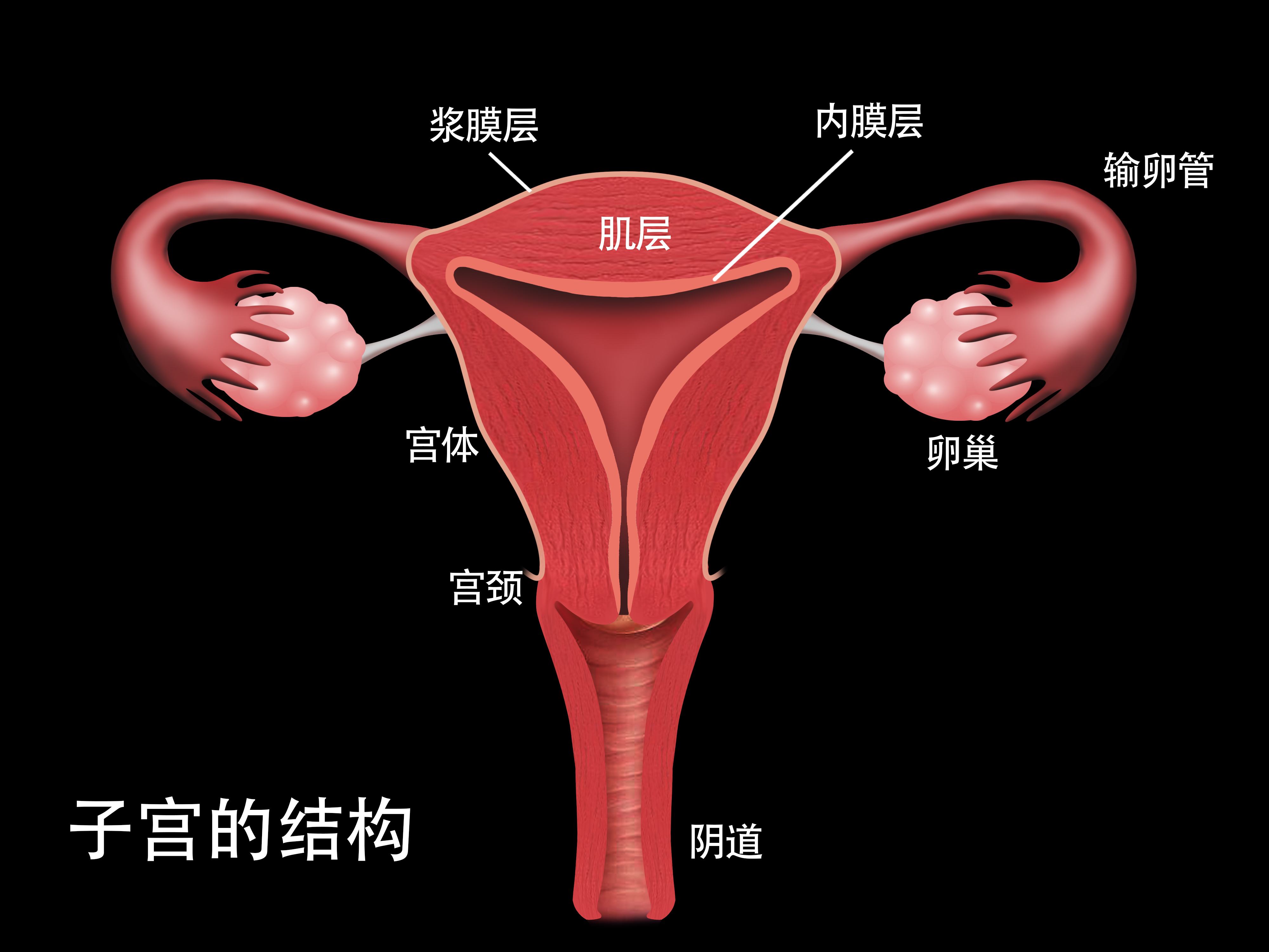 经常有人问，子宫肌瘤能不能不做手术，靠吃药化掉？