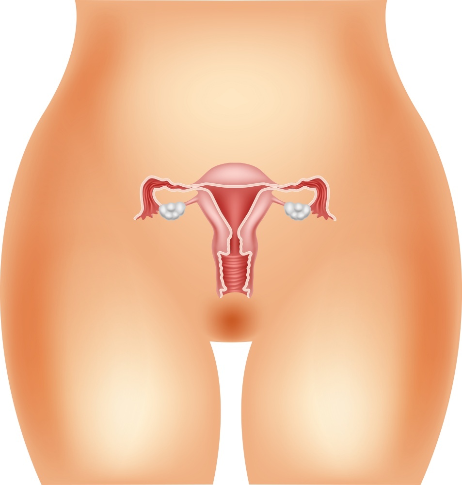 排卵期对女性性欲波动与身体变化的影响