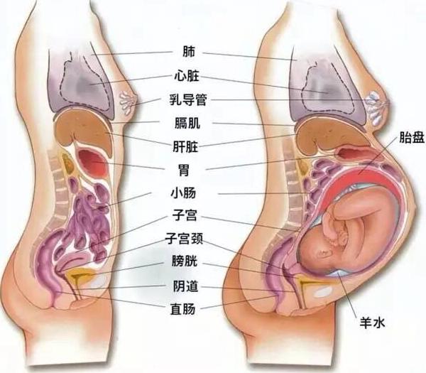 怀孕后的脏器位置变化