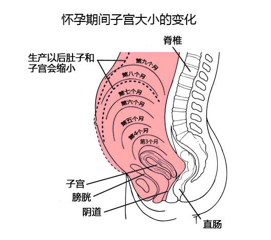 怀孕期间子宫大小的变化