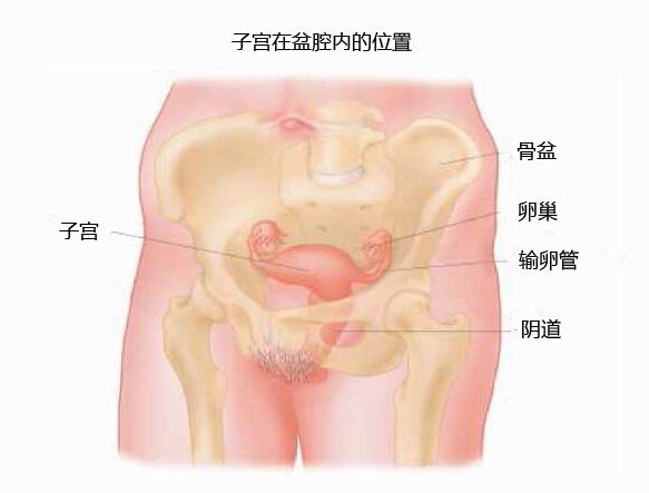 子宫在盆腔内的位置