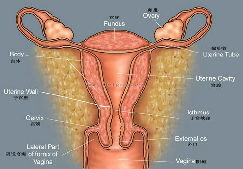 子宫结构示意图
