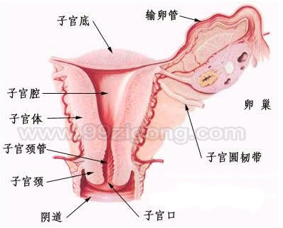 子宫结构示意图