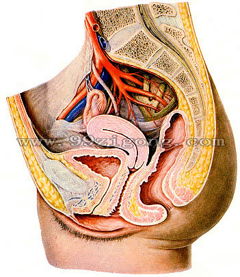 女性骨盆结构矢状位解剖图