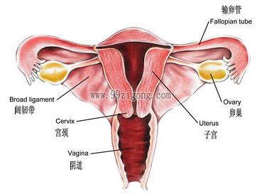 女性子宫和卵巢图片