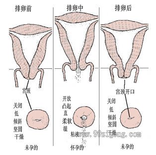 排卵期宫颈变化图