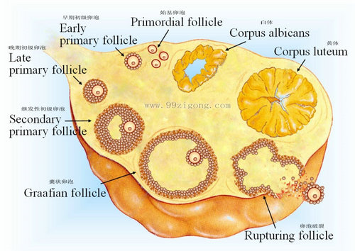 卵泡在卵巢生长发育成熟过程